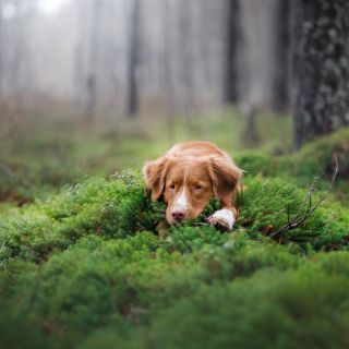 🐾 Ochrana Vašeho psa proti klíšťatům je důležitá! 🌿 🐾 Užijte si procházky v přírodě se svým psím miláčkem! 🐶 👉 Navštivte...