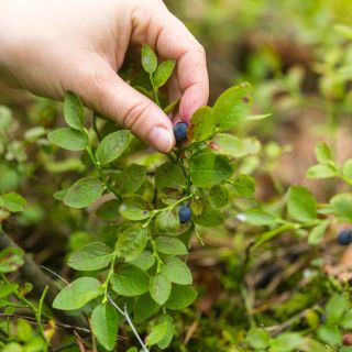 Chystáte se na borůvky? 🌱🍇 Nezapomínejte se chránit před klíšťaty! 🚫🕷️ Příroda nabízí nádherné plody, ale i potenciální...